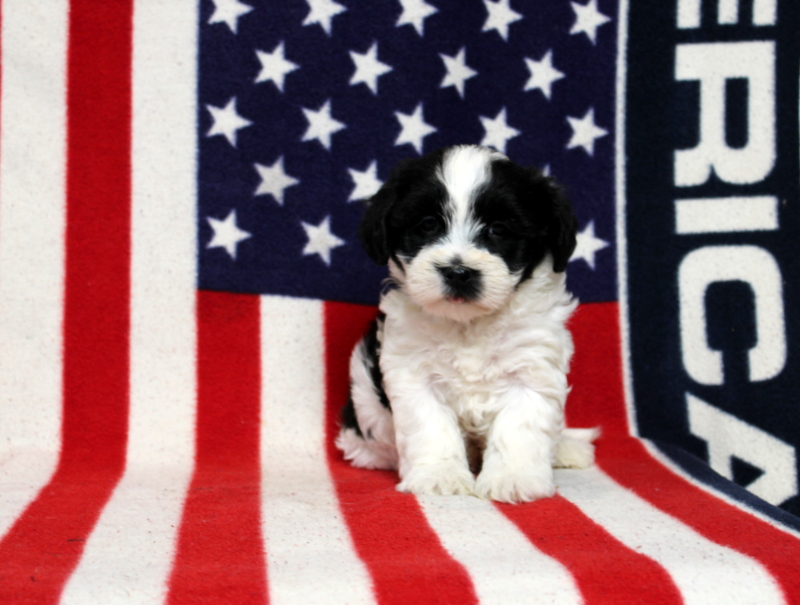 puppy, for, sale, Morki-Poo, Matthew B. Stoltzfus, dog, breeder, Gap, PA, dog-breeder, puppy-for-sale, forsale, nearby, find, puppyfind, locator, puppylocator, aca